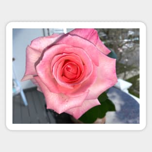 Pink Promise Rose For Breast Cancer Awareness Sticker